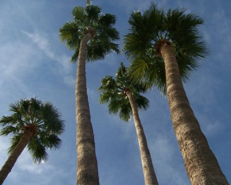 33. palm trees